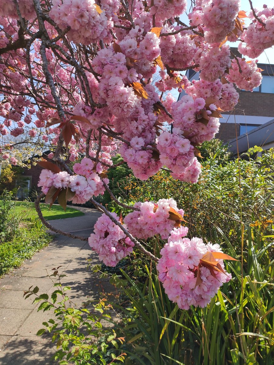 HopeUniCareers's tweet photo. 🌷🌸Spring is officially Springing on Campus!🌸🌷
We hope you had a lovely Bank Holiday weekend, The Hub is back open tomorrow from 09:30 - 15:00.
#MakeYourselfAtHope #BeAtHope #LHU #LiverpoolHopeUniversity https://t.co/FOdIWLMh2D