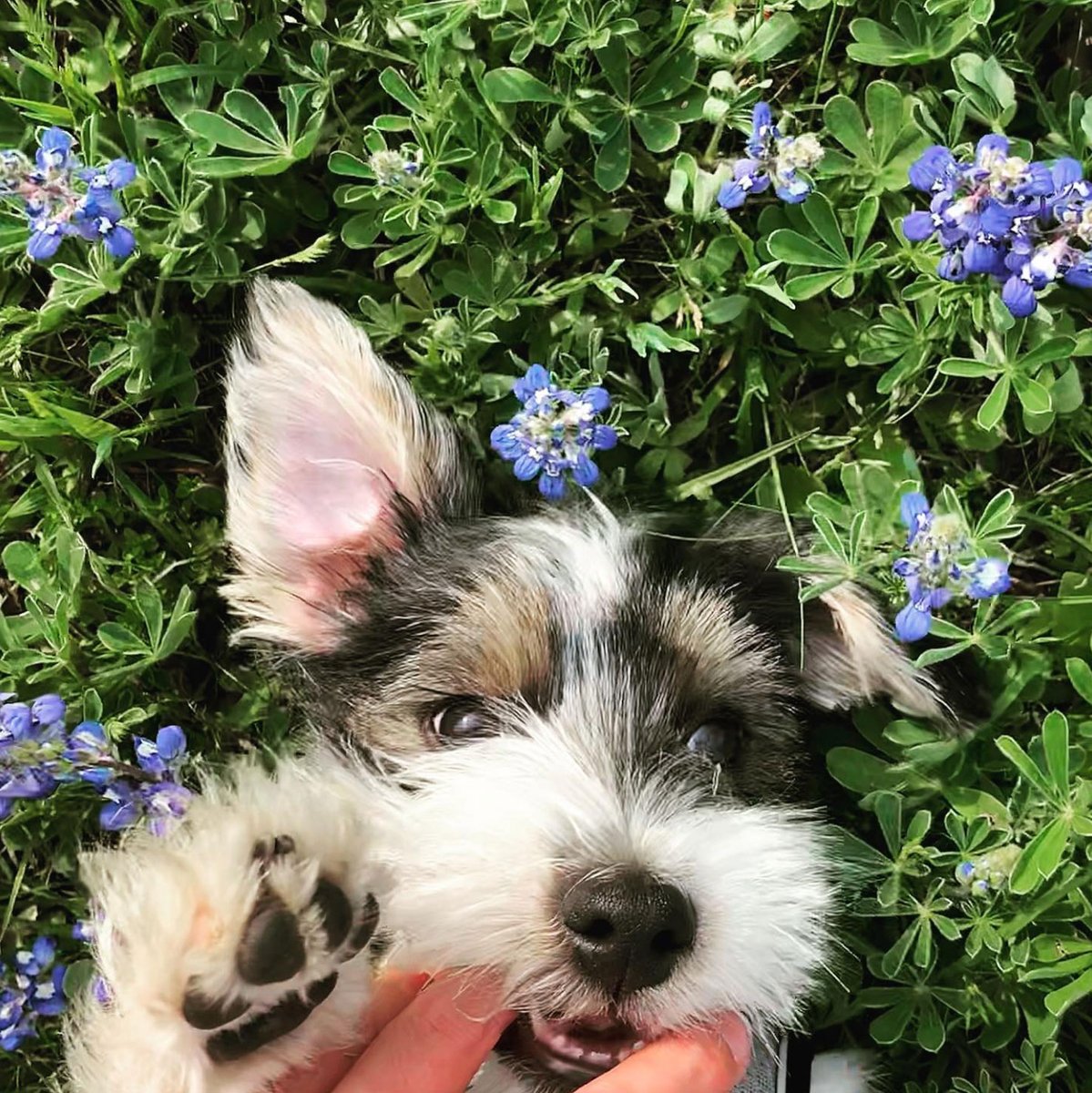 texasgov's tweet photo. Bluebonnets have bid farewell for the season, but before we move on, we just had to showcase some adorable shots y’all snapped of your furry best friends enjoying the blooms. #TexasTails https://t.co/xOlZxKQjQ2