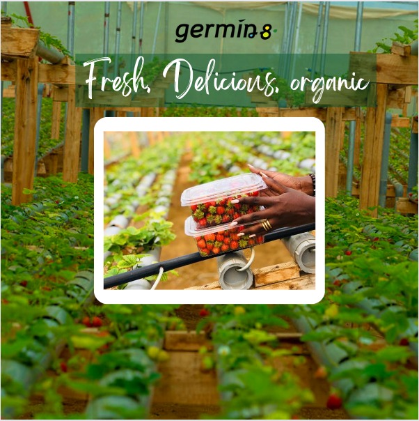 Germin8Rwanda's tweet photo. Could we have your address? Our team is ready to serve you. 0788211264 #Germin8 #Strawberries #Organic #GMOFree https://t.co/YIUD75TGSy