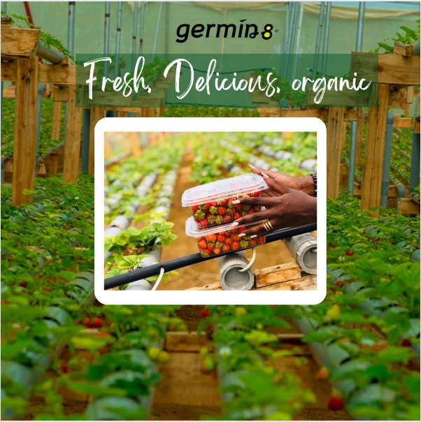 Could we have your address? Our team is ready to serve you. 0788211264 #Germin8 #Strawberries #Organic #GMOFree