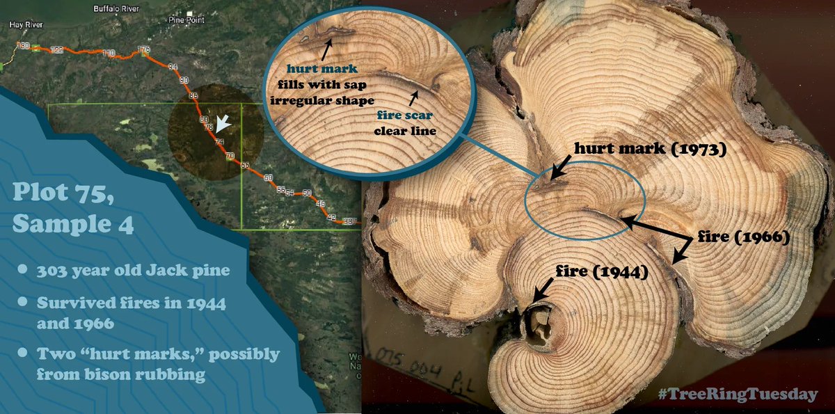 northern_norton's tweet photo. Our third #TreeRingTuesday shows analysis is not always straightforward.

"Hurt marks" come from things like rock slides, avalanches, and animal activity. They need to be distinguished from fire scars to accurately uncover the history of the tree.

#SciComm #dendrochronology https://t.co/sFDH7kPFba