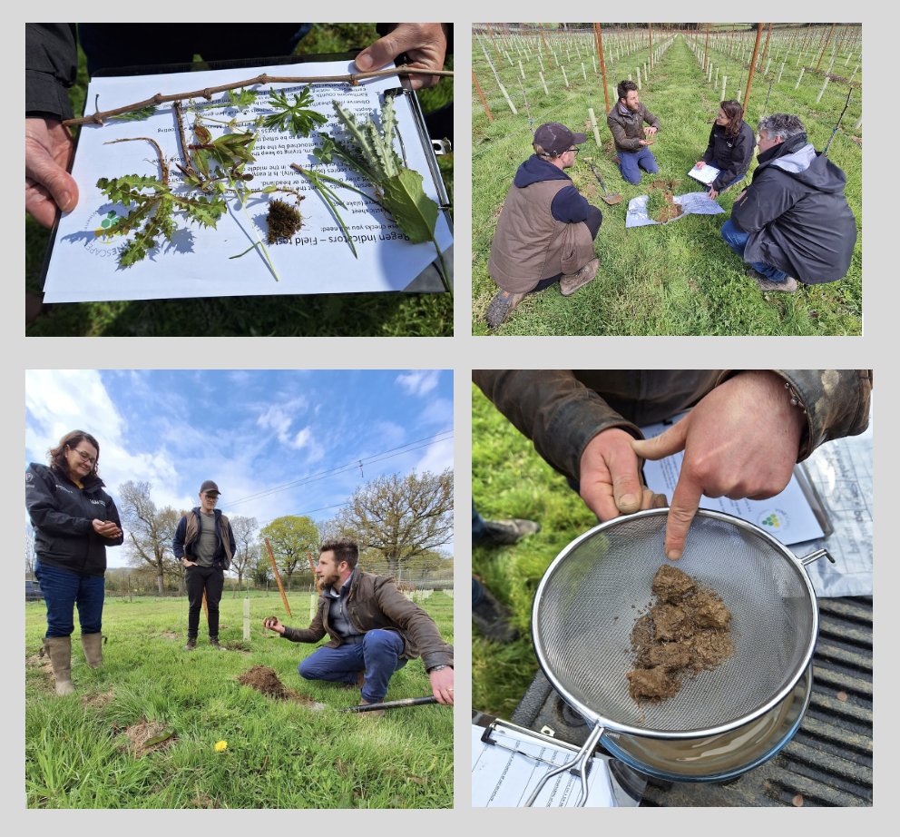 Dirty knees! Learning soil health management techniques with our soil expert Joel Jorgensen. Thank you Tanhurst Vineyard for hosting. More workshops: vinescapes.com/training/ 

#viticulture #ukviticulture #soilhealth #regen #regenerativeviticulture #englishvineyard
