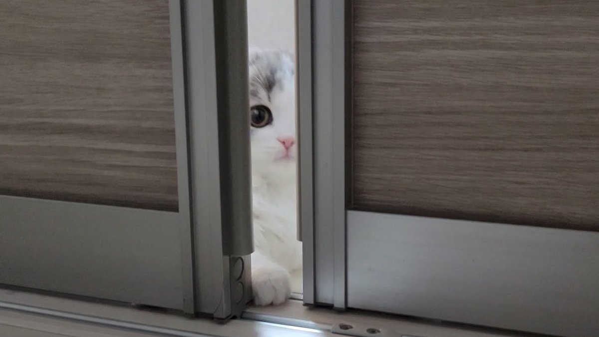 Manimo_suko's tweet photo. 隙間から子猫の様子を見てみたらかわいすぎましたｗ
https://t.co/y9d5eOceN5
#子猫 #スコティッシュフォールド https://t.co/CEJGkJSv7l