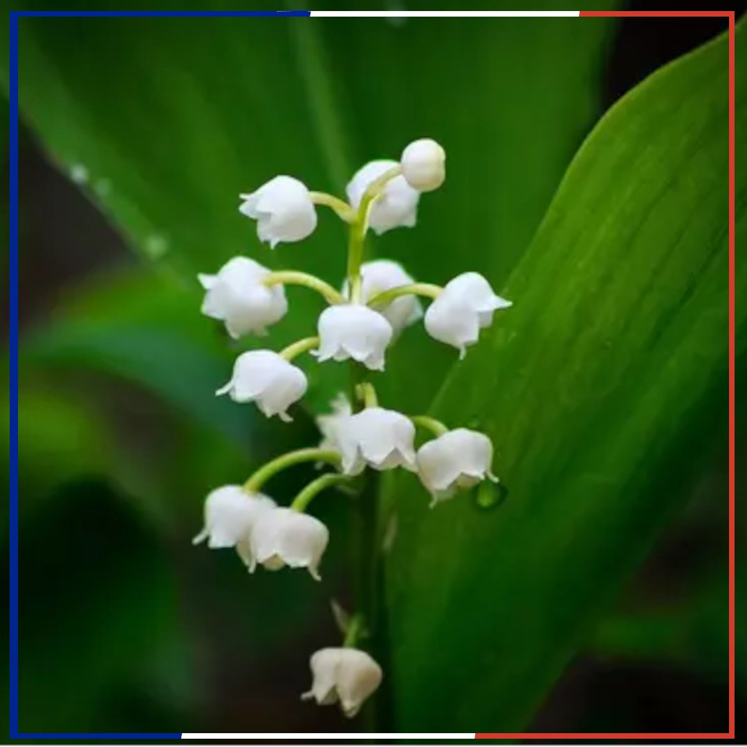 France Diplomacy 🇫🇷🇪🇺 tweet media