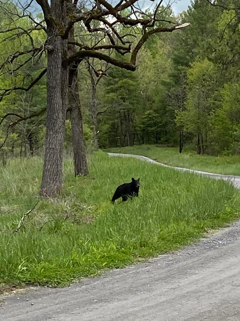 GreatSmokyNPS's tweet photo. It’s a bear out there! We hope when you visit @GreatSmokyMountainsNPS that you get to see a black bear living in the park. Help our black bears by keeping a safe distance from them. Stay at least 50 yards away and never approach or feed a bear! https://t.co/qLUVcro60R https://t.co/EOfUfCH4sM