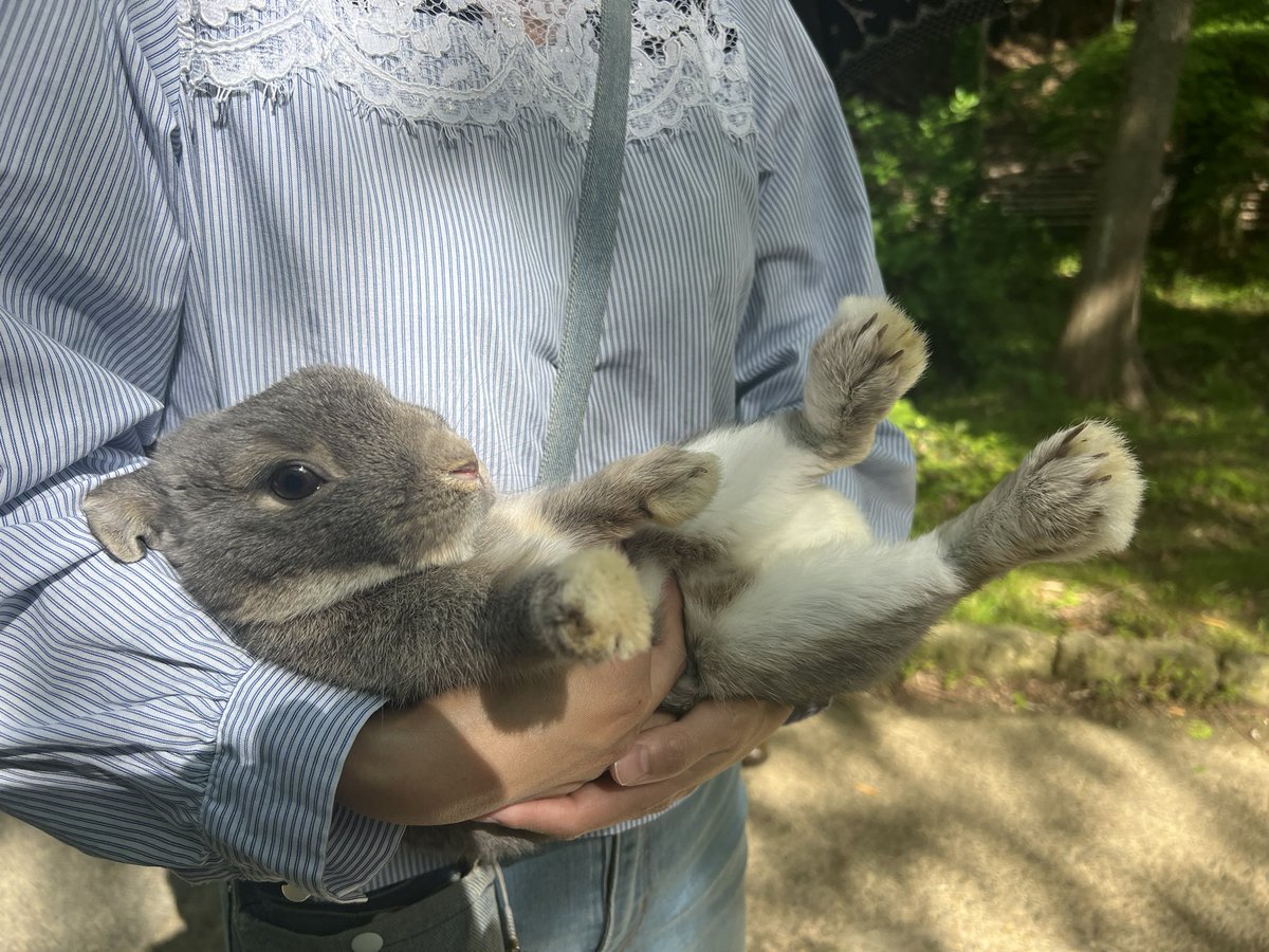 迷子のうさぎちゃん🐇

2023.05.02奥須磨公園にて！！！

とてもきれいなうさぎちゃんで、人馴れもしている様子。

お心当たりのある方、探している方、おりましたら、多井畑神社前の交番へ。

飼い主さん見つかりますように🙏

#拡散希望
#迷子うさぎ
#捜索
#神戸市