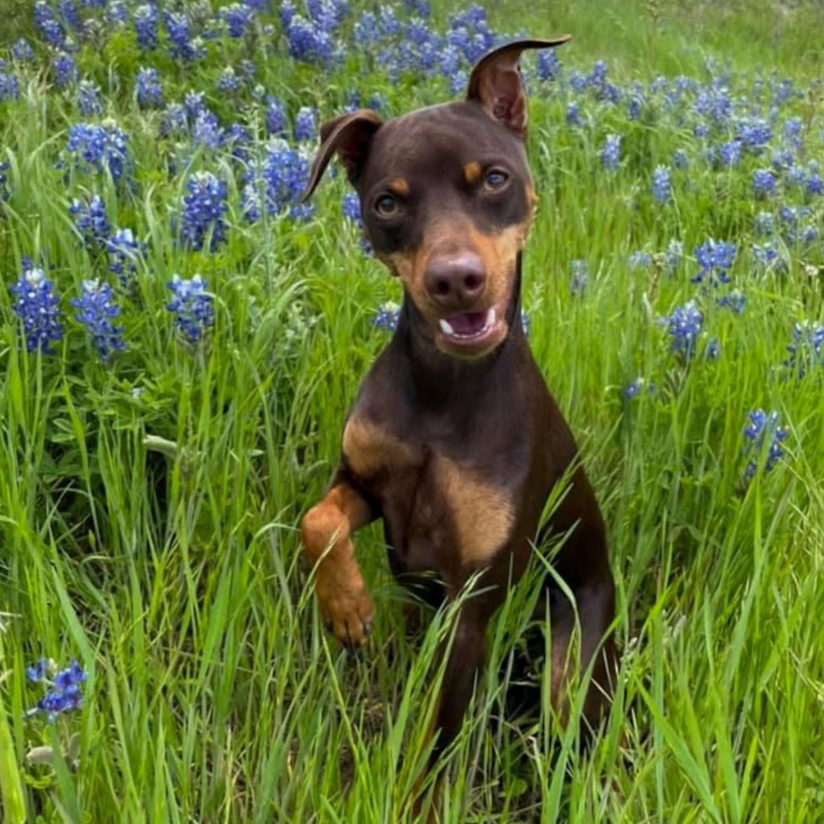 texasgov's tweet photo. Bluebonnets have bid farewell for the season, but before we move on, we just had to showcase some adorable shots y’all snapped of your furry best friends enjoying the blooms. #TexasTails https://t.co/xOlZxKQjQ2