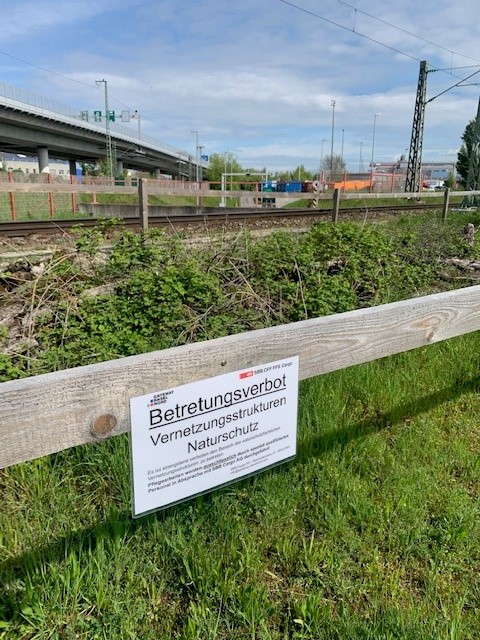 GatewayBasel's tweet photo. Raum für die Natur: Die sogenannten «Tabuflächen» dienen als Rückzugsräume für Tier- und Pflanzenarten – vor, während und nach dem Bau des GBN. Für zusätzlichen Schutz gibt es einen Zaun. Die Beschilderung haben wir soeben erneuert.
#gbn #basel https://t.co/UJb034nCTh