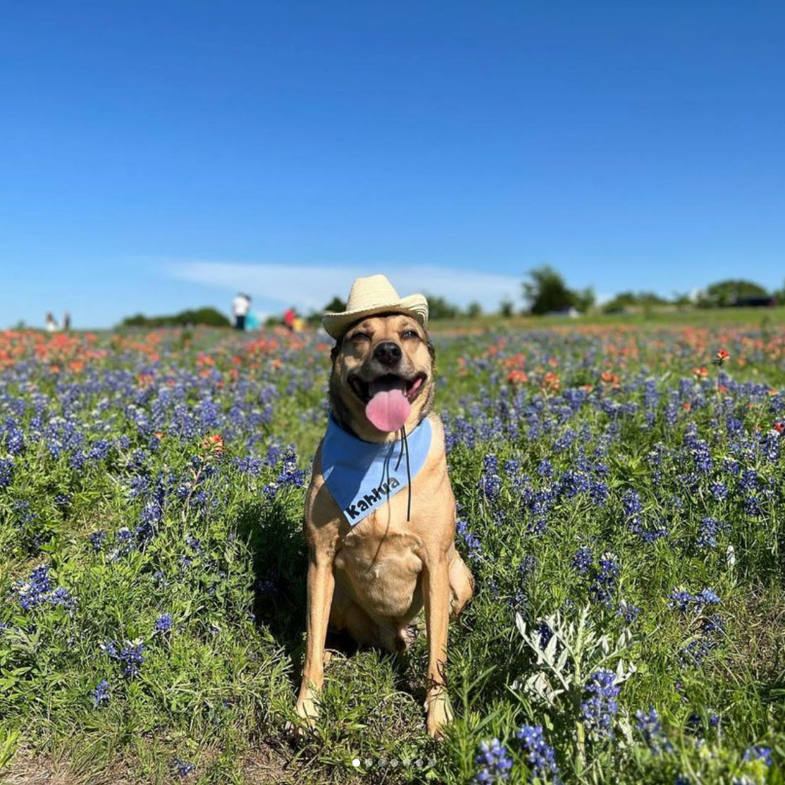 texasgov's tweet photo. Bluebonnets have bid farewell for the season, but before we move on, we just had to showcase some adorable shots y’all snapped of your furry best friends enjoying the blooms. #TexasTails https://t.co/xOlZxKQjQ2
