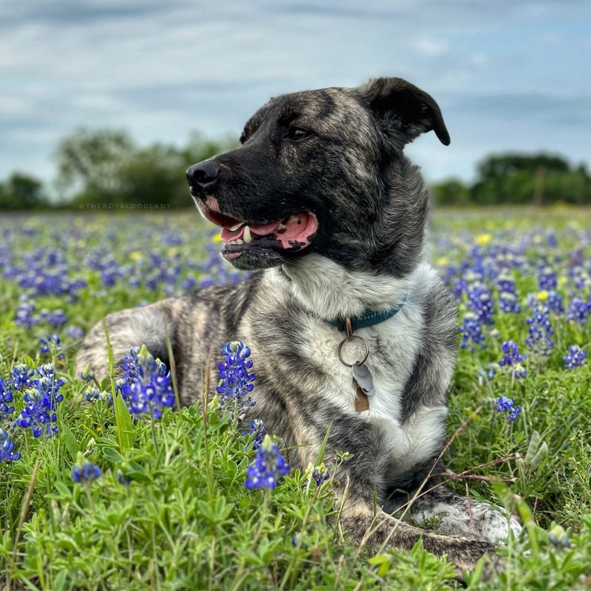 Bluebonnets have bid farewell for the season, but before we move on, we just had to showcase some adorable shots y’all snapped of your furry best friends enjoying the blooms. #TexasTails