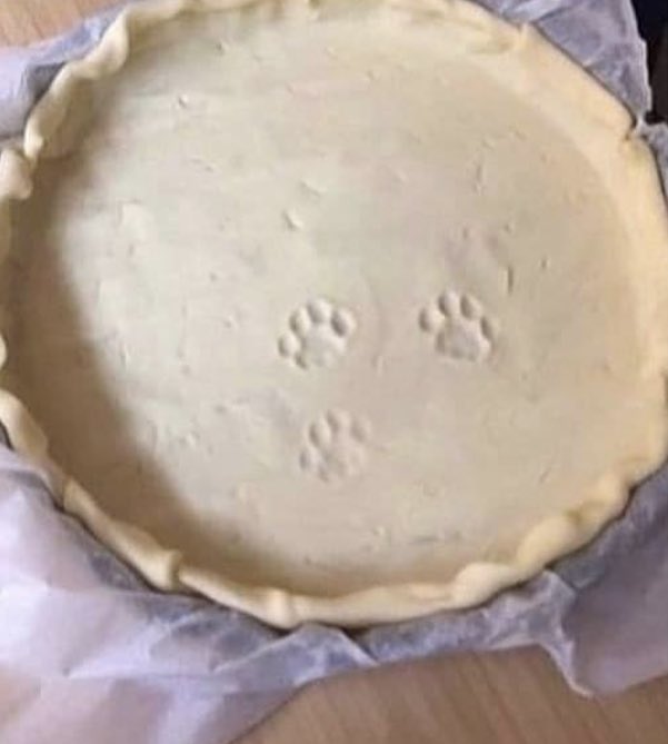 Why you should have a cat tweet media