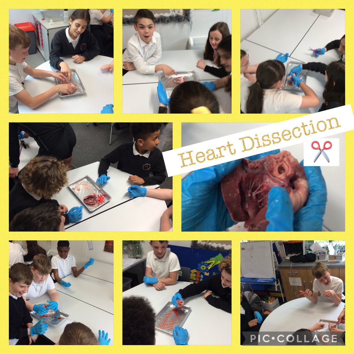 MissCBirkett's tweet photo. This afternoon in 6CB, we dissected hearts! We are learning about the circulatory system and this was an amazing way to learn about the structure of the heart and how blood flows around the body! #SAPSST #SAPSACL #SAPSHCI @sapsyear6 https://t.co/uqTjgwGINv