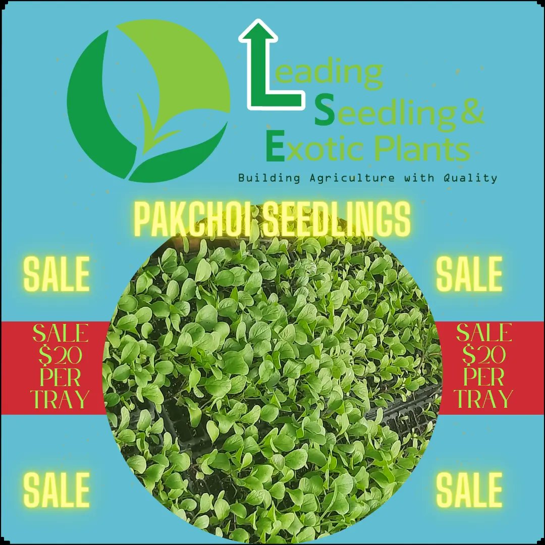 LSEP868's tweet photo. Sale Sale SALE 
$20 per tray with your tray
Carapichaima https://t.co/KNUFcvdc1J