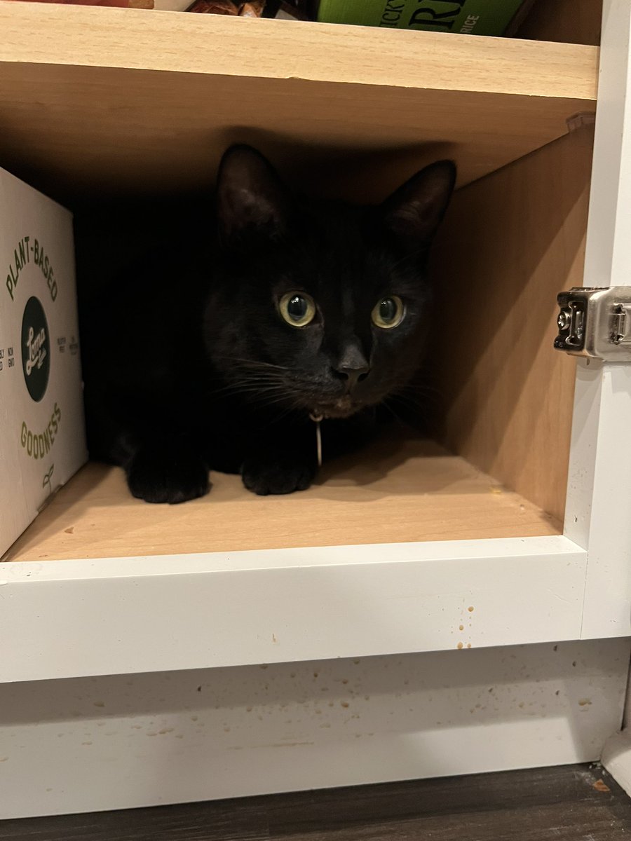 knives0_'s tweet photo. i lost a lot of moots during my hiatus and i want to get new moots 🥹
                  🍓        🍓
            🍓       🍓        🍓
          🍓   #artmoots    🍓
            🍓                     🍓
                 🍓           🍓
                      🍓 🍓
i offer my cat https://t.co/Ei1L0Yiceg
