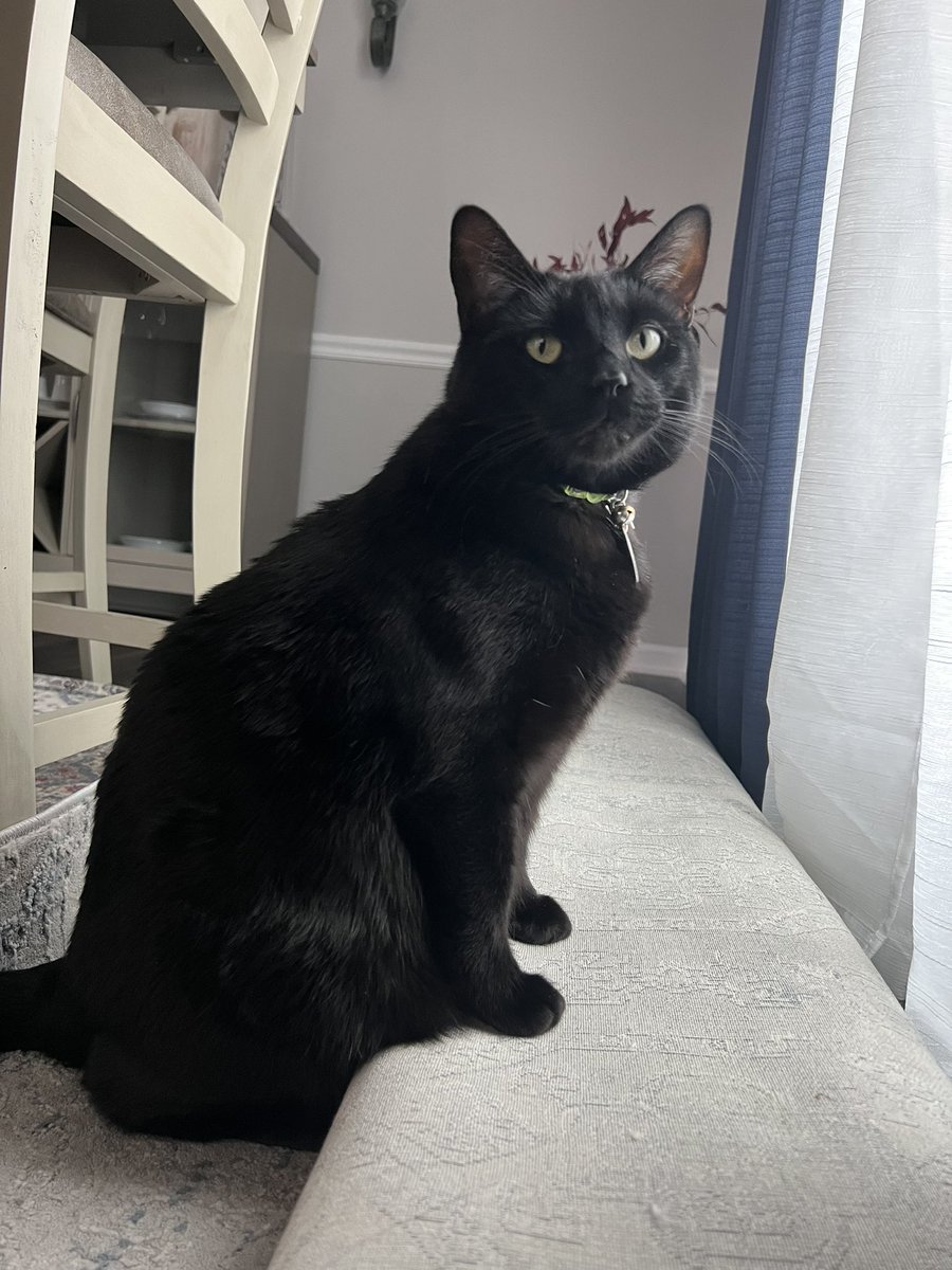 knives0_'s tweet photo. i lost a lot of moots during my hiatus and i want to get new moots 🥹
                  🍓        🍓
            🍓       🍓        🍓
          🍓   #artmoots    🍓
            🍓                     🍓
                 🍓           🍓
                      🍓 🍓
i offer my cat https://t.co/Ei1L0Yiceg