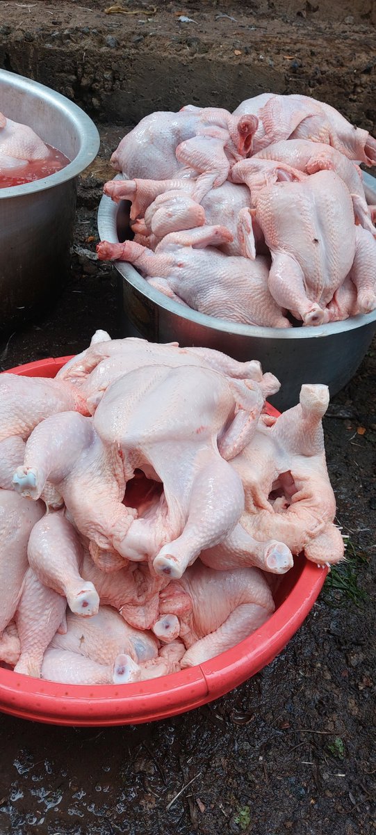 djpru4's tweet photo. FRESH CHICKEN  ;

Whole chicken @ksh500
Drumsticks @ksh700per kg
Chicken breast @Ksh750 per kg
Gizzards @ksh650 per kg
Liver @Ksh400 per kg
Chicken smokies @ksh 500 for a whole packet...
  Phone us on 0701142891
Ongata rongai

AMERIX DP GACHAGUA GOLD MAFIA ATHI RIVER SAMIDOH https://t.co/DQ7xFwEaNn