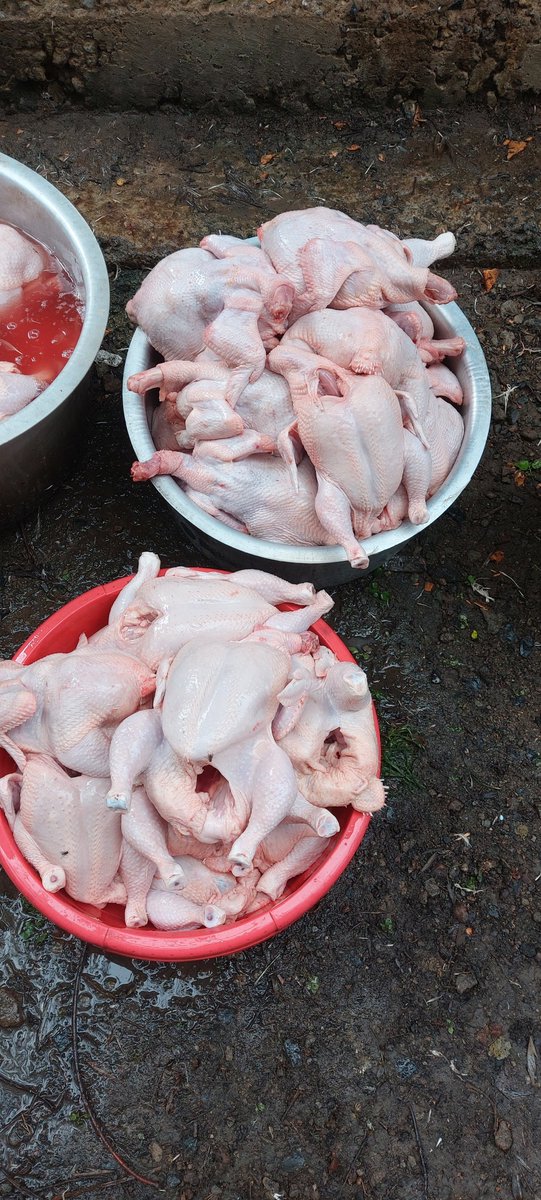 djpru4's tweet photo. FRESH CHICKEN  ;

Whole chicken @ksh500
Drumsticks @ksh700per kg
Chicken breast @Ksh750 per kg
Gizzards @ksh650 per kg
Liver @Ksh400 per kg
Chicken smokies @ksh 500 for a whole packet...
  Phone us on 0701142891
Ongata rongai

AMERIX DP GACHAGUA GOLD MAFIA ATHI RIVER SAMIDOH https://t.co/DQ7xFwEaNn