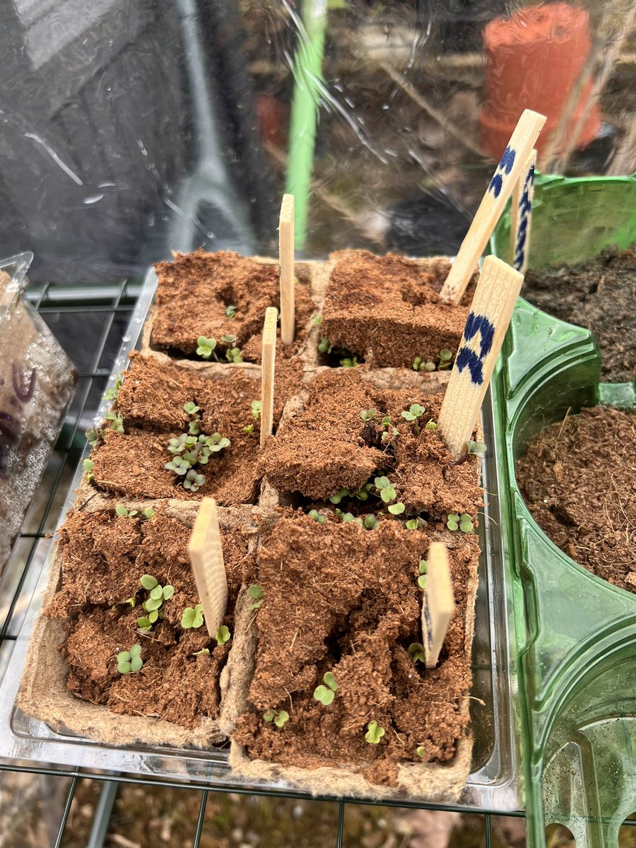 MissCroshawBio's tweet photo. Team eco are enjoying their strike day off school so I roped Mr Adams into helping me Put up the last of the green house shelves! And look what we found……. Things are sprouting🥹🫢🥰❤️ #whenREmeetsSCIENCE #havingimpact #growingandglowing @JFAdamRE https://t.co/HEWwfhLEGS