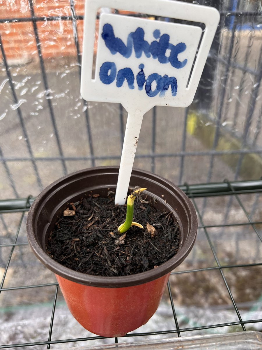 MissCroshawBio's tweet photo. Team eco are enjoying their strike day off school so I roped Mr Adams into helping me Put up the last of the green house shelves! And look what we found……. Things are sprouting🥹🫢🥰❤️ #whenREmeetsSCIENCE #havingimpact #growingandglowing @JFAdamRE https://t.co/HEWwfhLEGS