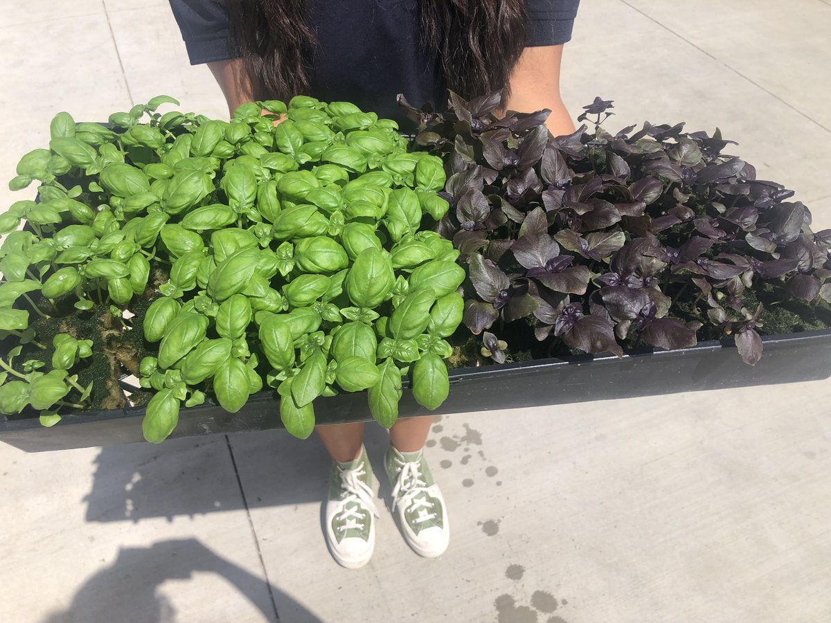 Nouveaux essais: Fleurs comestibles!😋
+ livraison (50 mètres 😅) de micro basilic par les élèves (qui sont aussi les producteurs) au chef de la cantine #resilience #hydroponie #EDD <a href="/awtyintlschool/">Awty Intl. School</a>