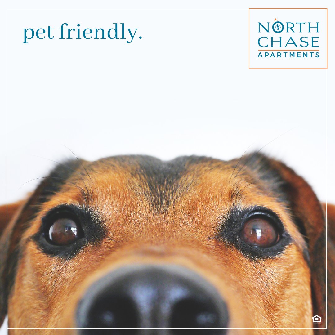 Pets welcome! 🐾🏠  #PetFriendly #WilmingtonNC #ApartmentLiving #northchaseapartments #wilmingtonnc #ilm #blueridecompanies #brc #apartmentliving #lovewhereyoulive #naa #waa #wrightsvillebeach #wb #carolinabeach #cb #surfcitync #uncw