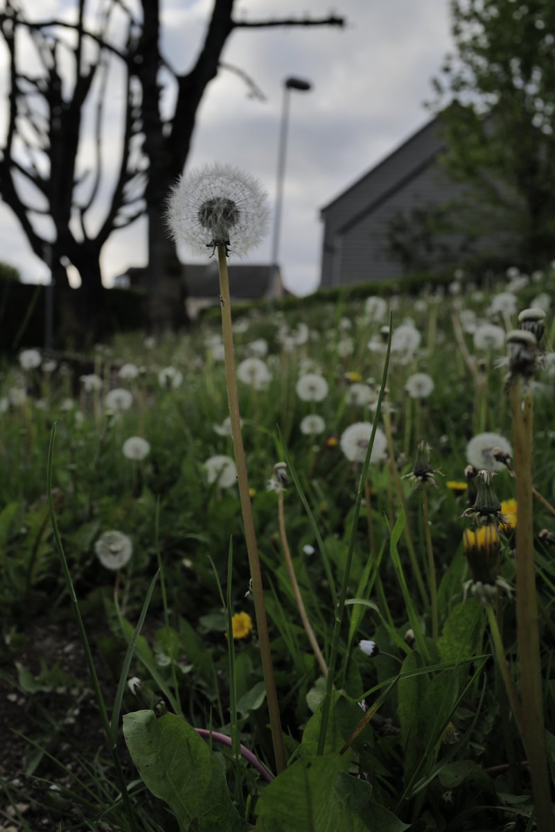 CMaisse's tweet photo. #printemps
#amiens
#akene
#aigrette
#photography
#pissenlit
#dandelion https://t.co/203SuSIp9Y