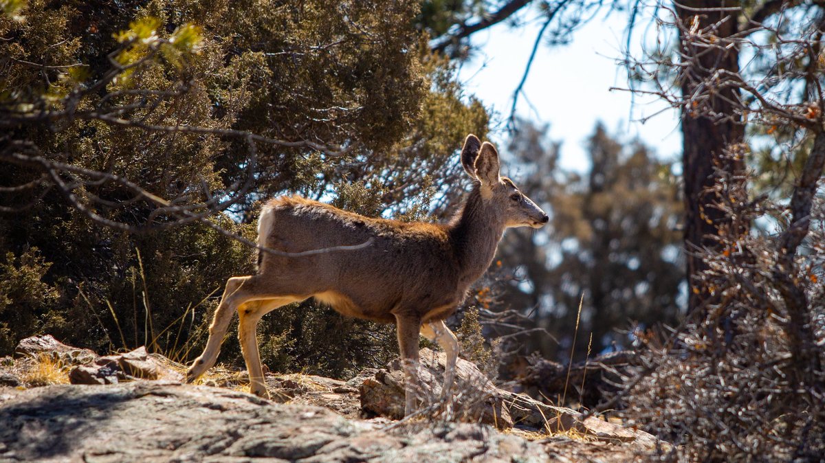 Lynchy_33's tweet photo. Oh deer...

#NaturePhotograhpy #deer #colorado #foothills https://t.co/udLO6J6COe