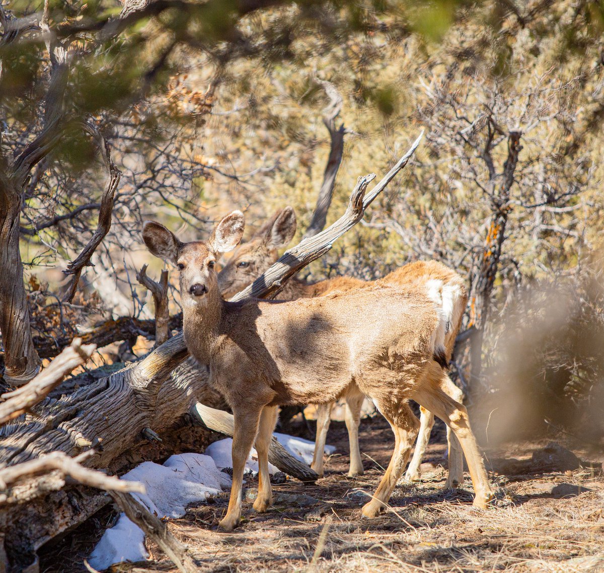 Lynchy_33's tweet photo. Oh deer...

#NaturePhotograhpy #deer #colorado #foothills https://t.co/udLO6J6COe