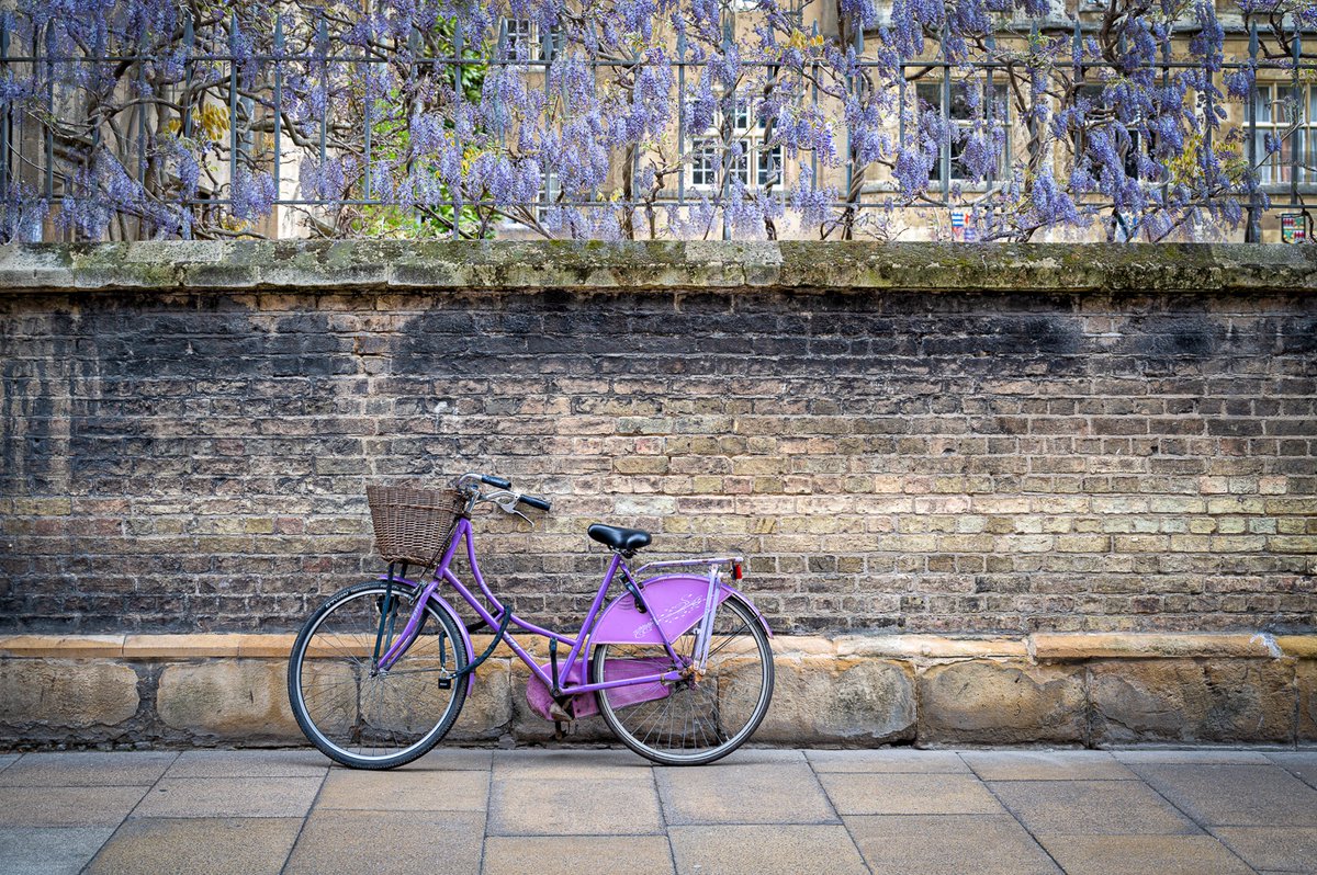 Whoever left this purple bike under the wisteria at Sidney Sussex College -great colour coordination! (wisteria was only just coming out so I had to "enhance" it a little with some of the wisteria from Magdelene College.) #cambridge #bike #wisteria #spring #purple #sidneysussex