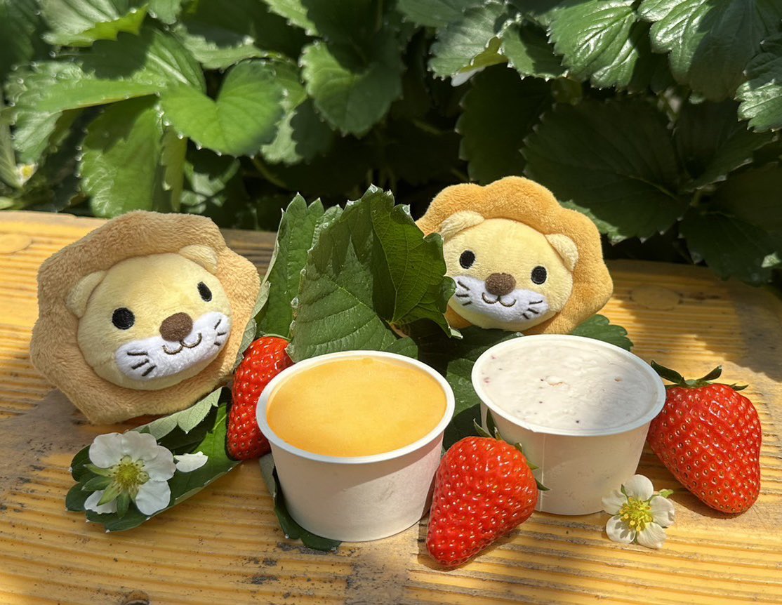 《🍓🍊🍨》
今日は静岡ブースのPR動画撮影を
いちごハウスにて行いました🍓✨
お天気も良く爽やかな初夏☀️🌈
完成が楽しみです😎🌟
ジェラートも試食しましたが…
｢ウマイ❤️‍🔥！！！！！｣
手間隙かけて育てた甲斐あって
最高の仕上がりになりそうです🥹👏🏻
#静岡ブース
#リベ大フェス2023