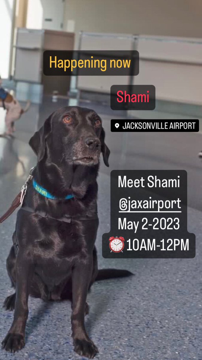 Meet Shami  
 @JAXairport 
May 2-2023
⏰ 10AM-12PM

#airporttherapydogs #jaxpaws

Photo @JAXairport