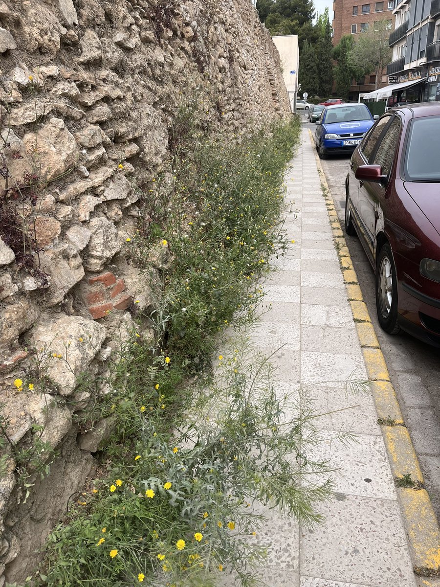 ruthvd's tweet photo. @AytoAlbacete no estaría mal una limpieza de las malas hierbas en la acera de Concepción Arenal, no? https://t.co/CafUHyu2ci