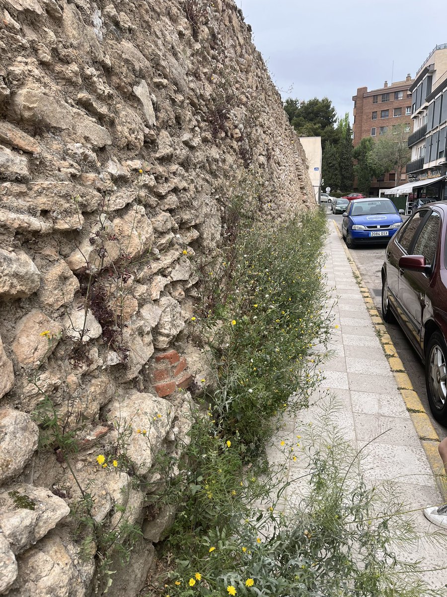 ruthvd's tweet photo. @AytoAlbacete no estaría mal una limpieza de las malas hierbas en la acera de Concepción Arenal, no? https://t.co/CafUHyu2ci