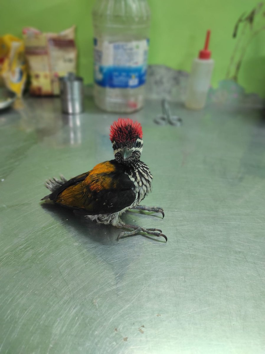 New intake, a very “punk” bird, haha! It’s a common flameback. A departure from our usual #blackkite intakes… #wildliferescue #birdrescue #rescuedbirds #allthatbreathes #wildliferescueindia #wildlife