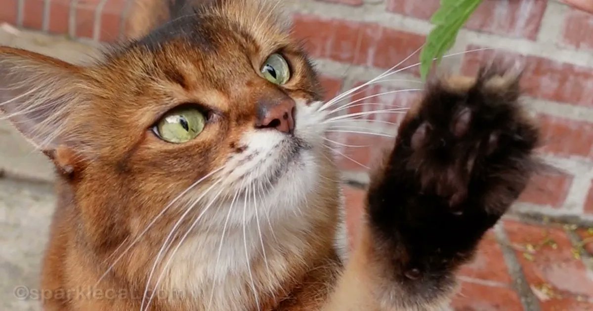sparklecat's tweet image. My human and I did some garden work, including planting more catnip! But I think someone is out to get my new nip plants! Find out more in today’s blog post: buff.ly/3LL4XL4 #catnip #catnipaddict #CatsOfTwitter