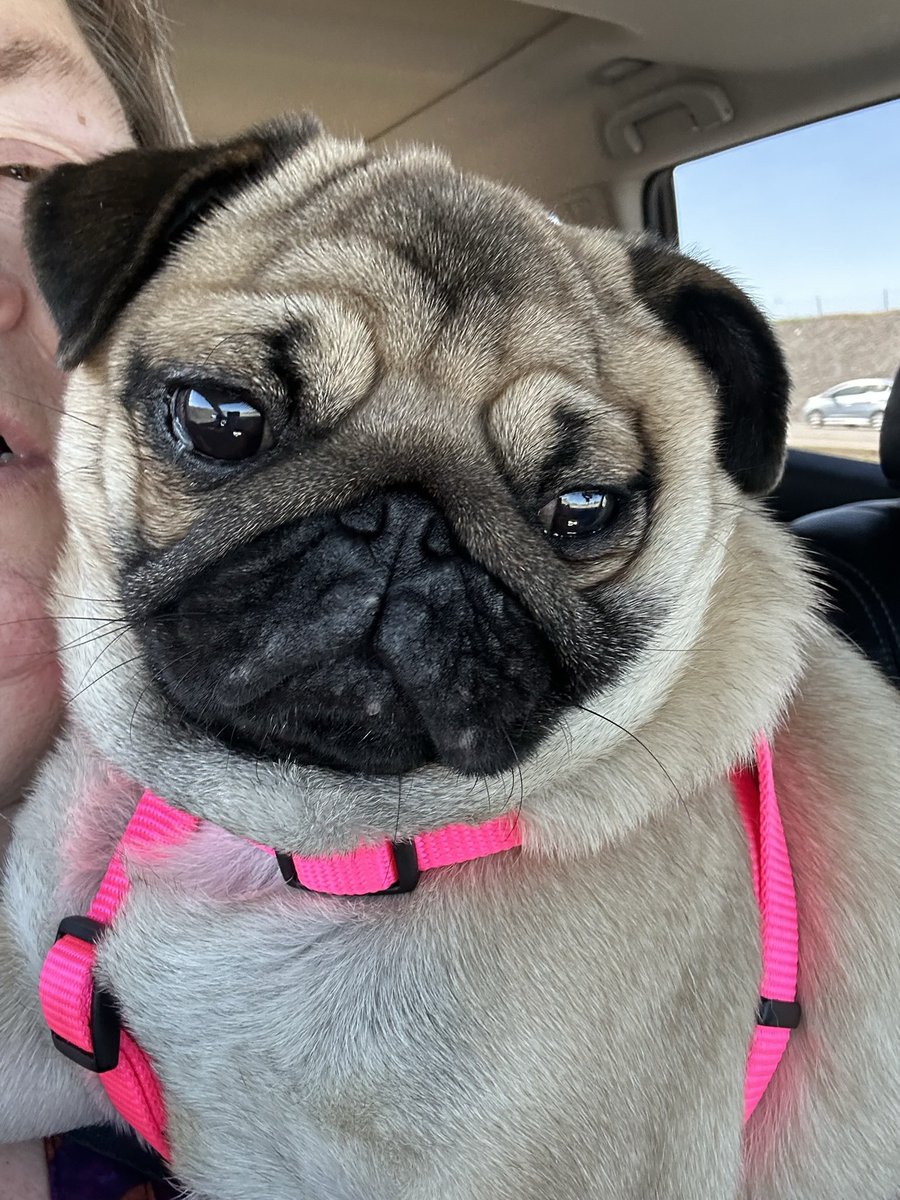 MapleThePug's tweet photo. I love a quiet car ride with Mom &amp; Dad. I love Bacon . . but sometimes it’s nice to have the humans to myself.  #MapleThePug #BaconThePug #Pugsisters #pugsters #pugsoftwitter  #pugsofinstagram #puglove #puglife https://t.co/pOSYLCfMSP