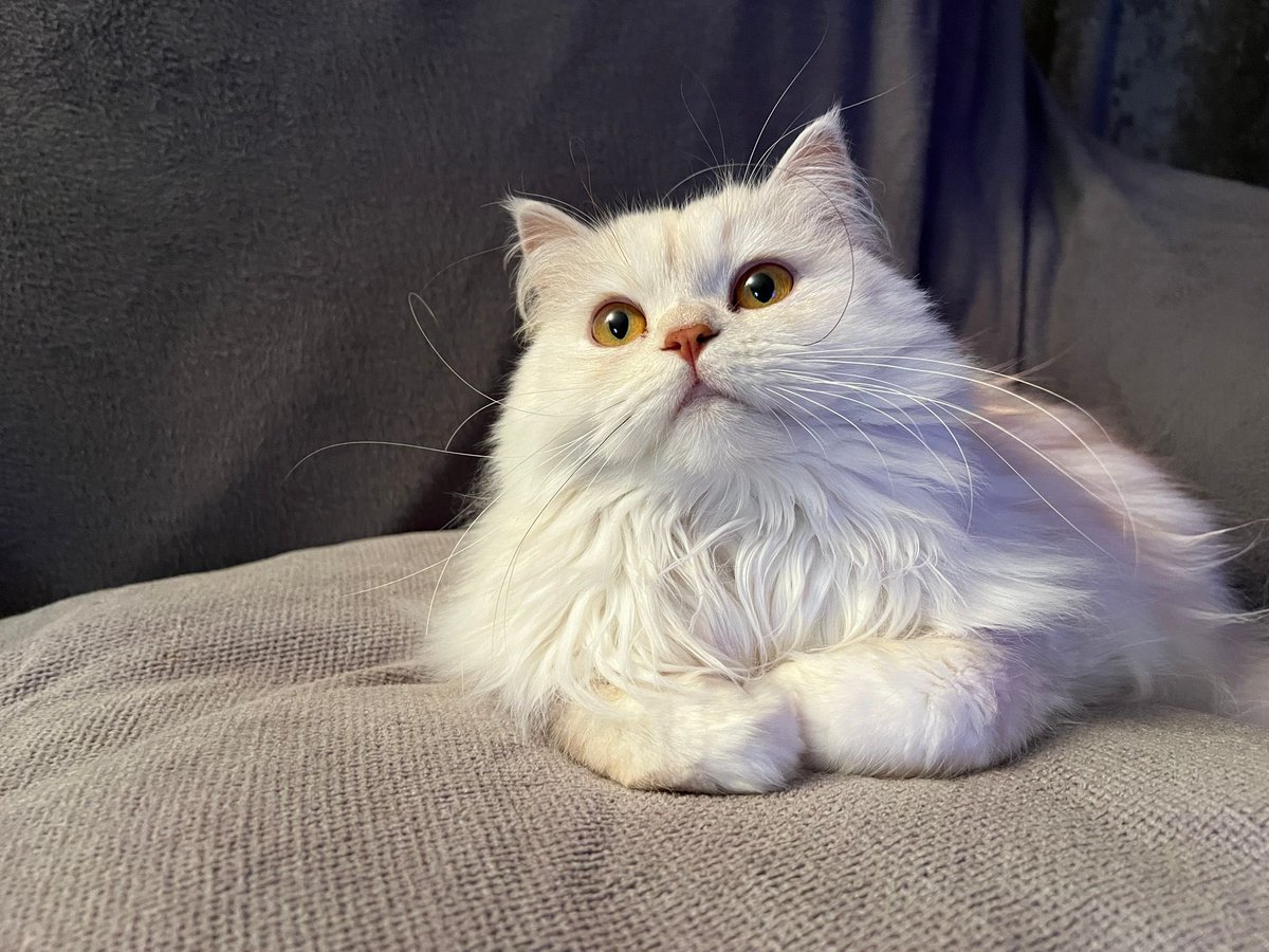 triozrs's tweet photo. @Lucha450 Only thing that’s got you beat is Zein (lol very me to find a way to move a topic to my cat) xox https://t.co/xAIsM90SZV
