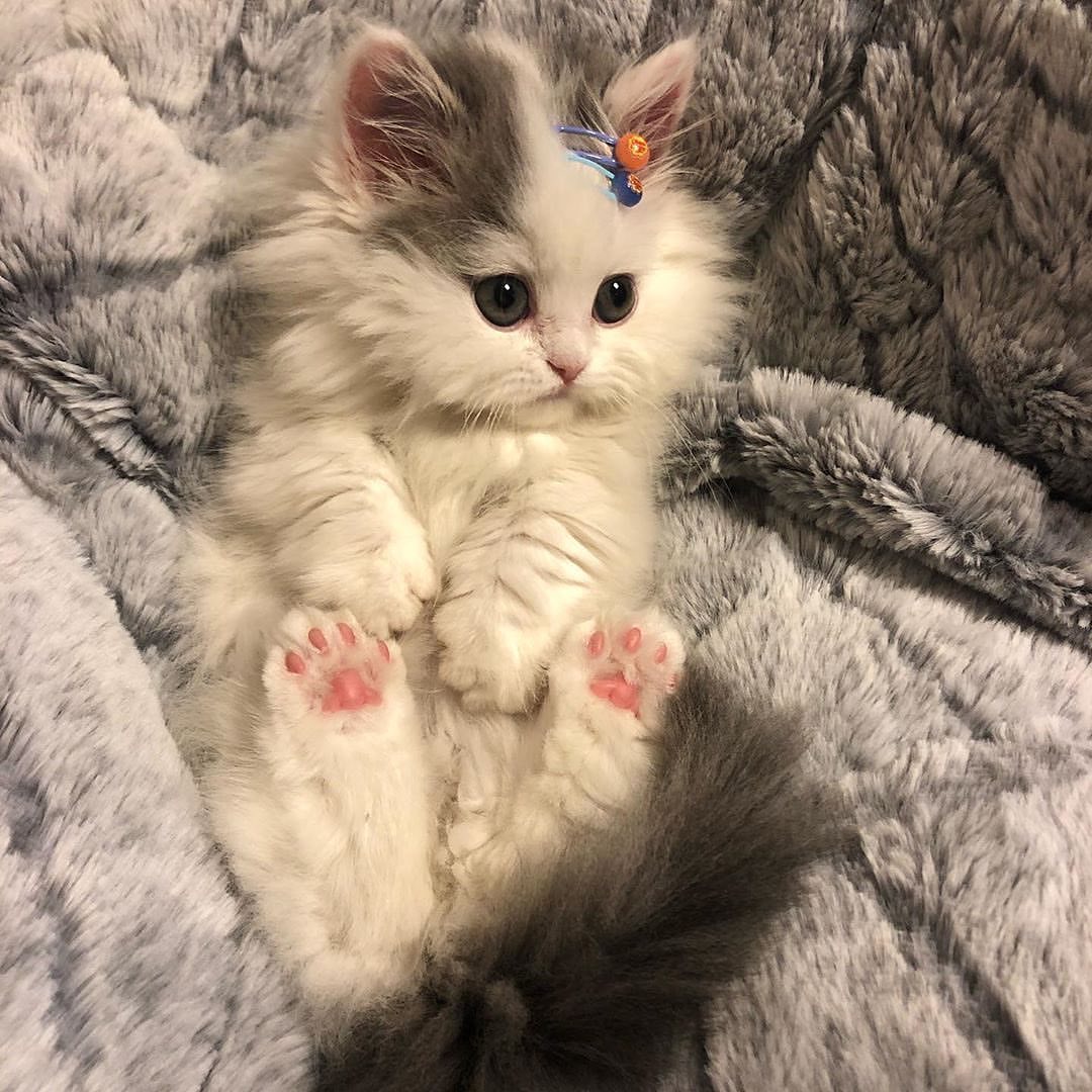 creacherposting's tweet photo. TAke a gander, fellas :3 
smolkitty_official_post_2020-02-21_07꞉39꞉21+0000_1080x1080_2248572565514344785_1582417865_.jpg https://t.co/1pTwFQLmA5