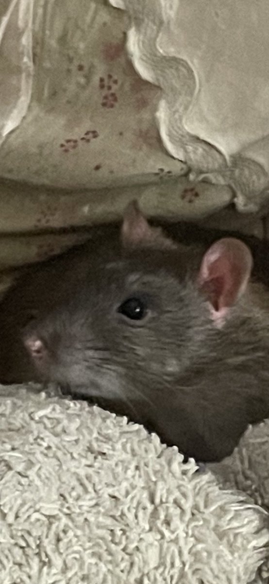 calicoclitters's tweet photo. Have you ever seen a more perfect face . https://t.co/I56wiOSkxH