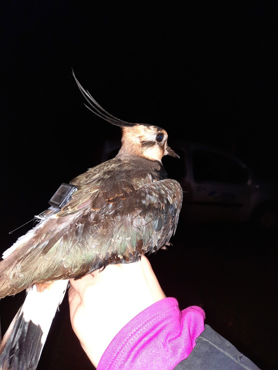 Charlotte Francesiaz (@c_francesiaz) on Twitter photo Since "Species of the Month" for <a href="/WaderStudy/">Wader Study</a> is Northern Lapwing (Vanellus vanellus) for May...
We checked where our #lapwings ringed this winter at Réserve de Chanteloup are now ... 🧭
<a href="/OFBiodiversite/">Office français de la biodiversité</a> #Vendée #Birding #Tracking #Ringing #Ornithology Since "Species of the Month" for <a href="/WaderStudy/">Wader Study</a> is Northern Lapwing (Vanellus vanellus) for May...
We checked where our #lapwings ringed this winter at Réserve de Chanteloup are now ... 🧭
<a href="/OFBiodiversite/">Office français de la biodiversité</a> #Vendée #Birding #Tracking #Ringing #Ornithology