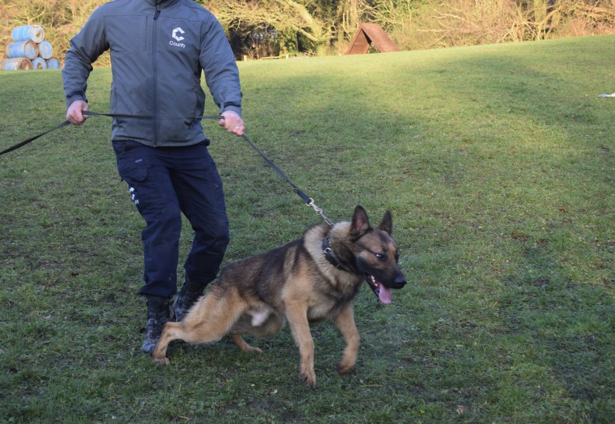 CountySecu's tweet photo. Check out some of our Dog Training pictures! By doing this we are able to keep you and your property safe and secure.

T: 0203 886 1024
E: hub@countyuk.com
W: https://t.co/IVxbXar6Mn

 #training #dogtraining #countysecurity #yourpropertyisourbusiness #ourstaffareourbusiness https://t.co/jaYQ6wfUld