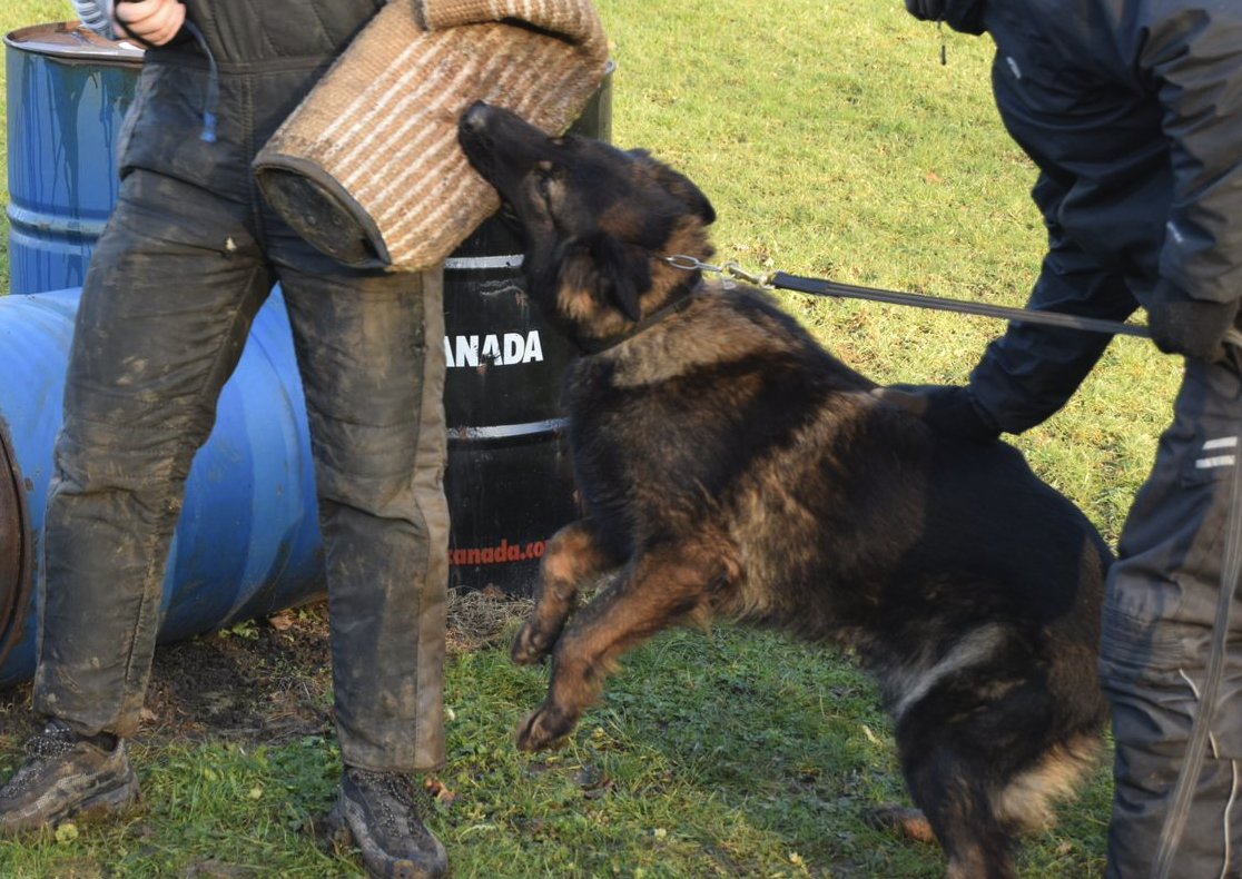 CountySecu's tweet photo. Check out some of our Dog Training pictures! By doing this we are able to keep you and your property safe and secure.

T: 0203 886 1024
E: hub@countyuk.com
W: https://t.co/IVxbXar6Mn

 #training #dogtraining #countysecurity #yourpropertyisourbusiness #ourstaffareourbusiness https://t.co/jaYQ6wfUld