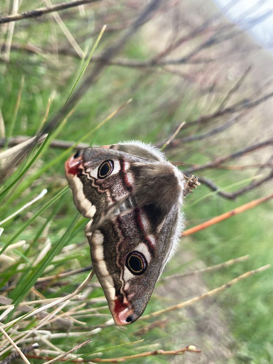 ntsandscalehaws's tweet photo. With a wingspan of up to 80mm &amp; big Peacock-like eyes, this is the female Emperor #moth.  Told apart from the male by a larger wingspan, paler colouration, and no feathered antennae.  Typically nocturnal &amp; with one generation this is a great find by #Ranger @emi_jane1 https://t.co/ljjbToVVKl