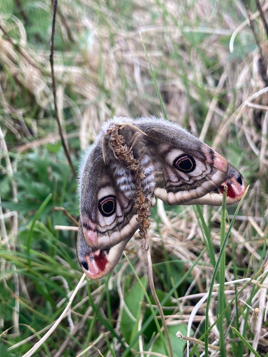 ntsandscalehaws's tweet photo. With a wingspan of up to 80mm &amp; big Peacock-like eyes, this is the female Emperor #moth.  Told apart from the male by a larger wingspan, paler colouration, and no feathered antennae.  Typically nocturnal &amp; with one generation this is a great find by #Ranger @emi_jane1 https://t.co/ljjbToVVKl