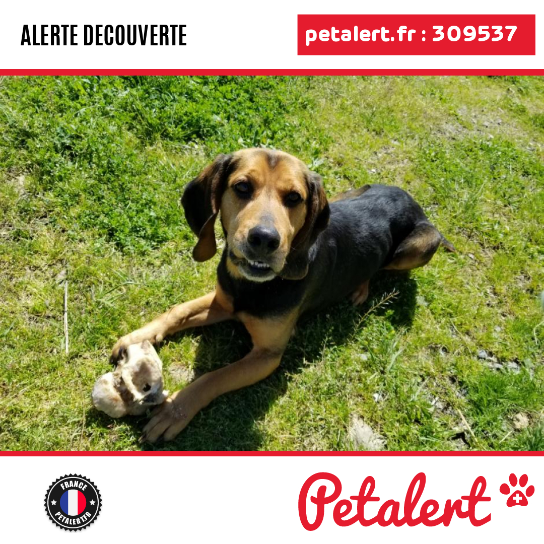 petalert_france's tweet photo. Trouvé #Chien #Ariege #Fornex #Petalert #PetAlert09 / https://t.co/TjkUacYXR7 https://t.co/xNqB4o7GSd