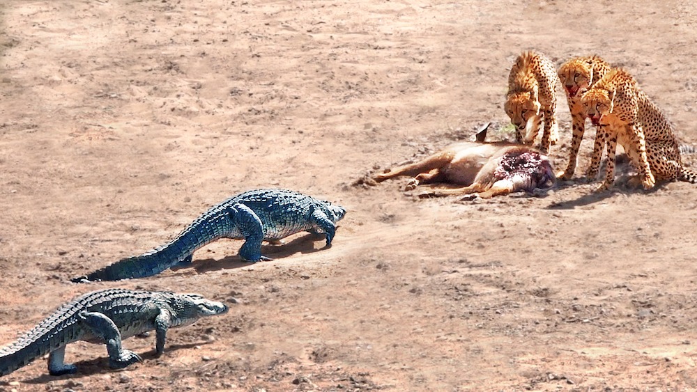 2 Crocodiles Chase 3 Cheetahs off Buck

3 cheetahs that successfully caught a waterbuck are chased off their catch by crocodiles before they can finish their meal.

WATCH:
latestsightings.com/single-post/2-…