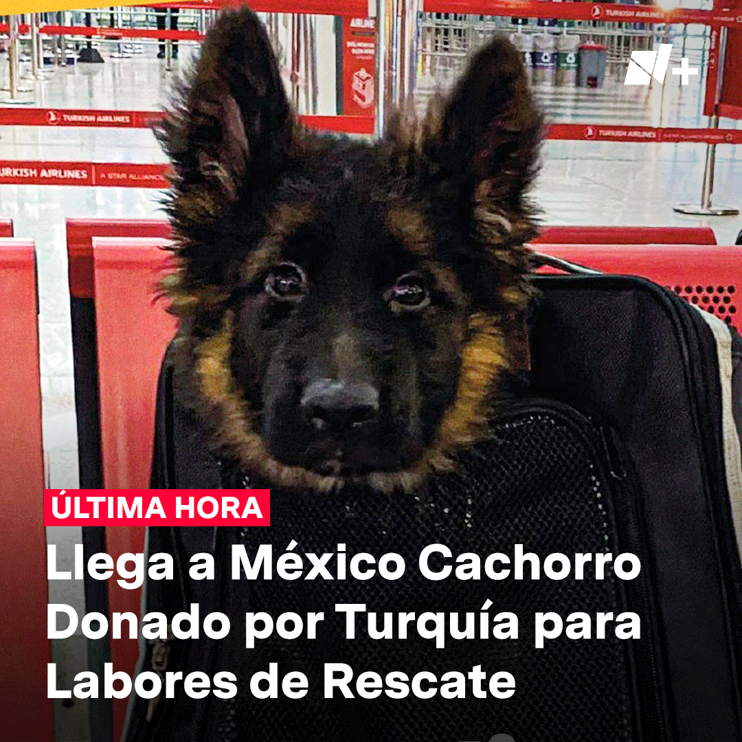 #ÚltimaHora | Llegó a México el cachorro de pastor alemán que fue donado por Turquía a nuestro país como muestra de agradecimiento por las labores que realizó el binomio canino "Proteo", durante los sismos que azotaron a ese país.

La Sedena lanzó una convocatoria para que la