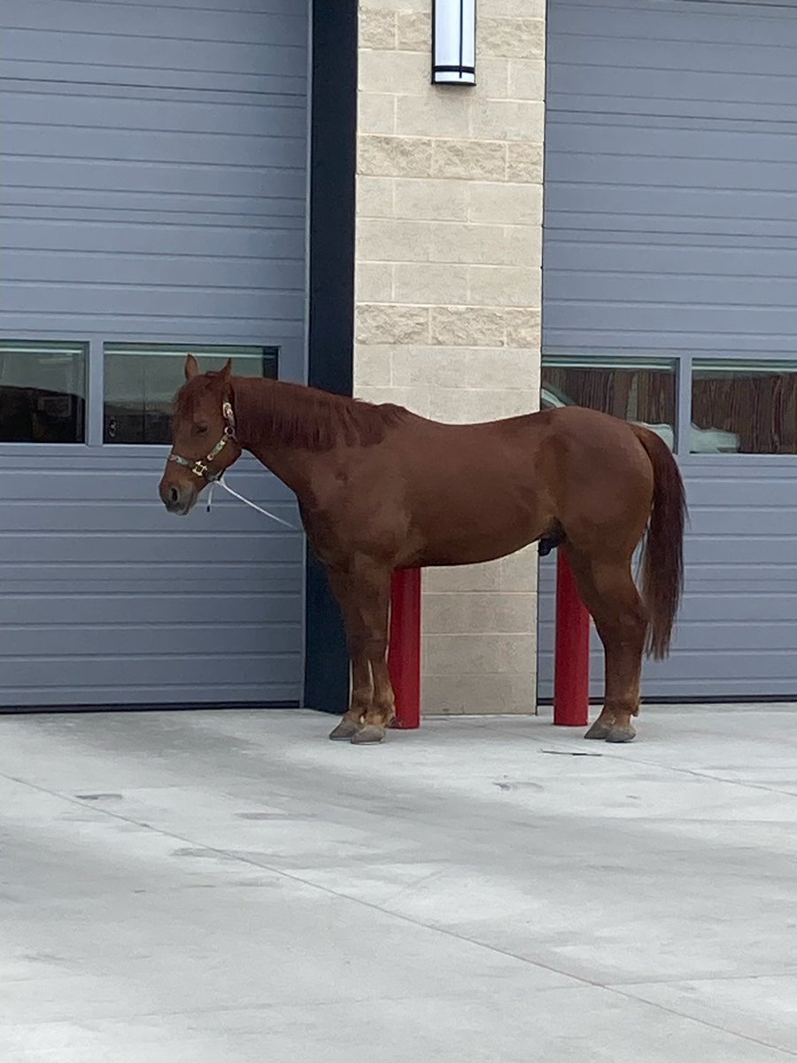 Boise PD (@boisepd) on Twitter photo Is anyone missing a horse? This guy was found walking down the street in the area of Taft and Sycamore. Officers and <a href="/BoiseFire/">Boise Fire Dept.</a> found him and he is hanging out at Fire Station 9. Is anyone missing a horse? This guy was found walking down the street in the area of Taft and Sycamore. Officers and <a href="/BoiseFire/">Boise Fire Dept.</a> found him and he is hanging out at Fire Station 9.