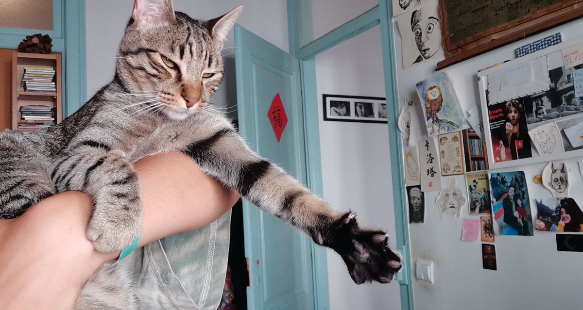 smellybeep's tweet photo. Look at my cat also https://t.co/oIAqINhgdR