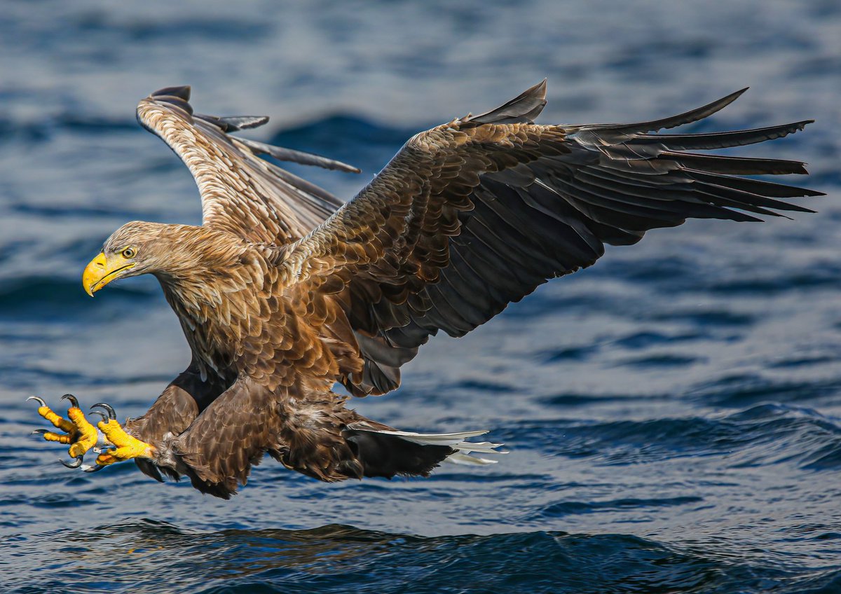 sykesjeff's tweet photo. Todays thread, all about the feet, toes talons or claws… I’m going to start with this White Tailed Eagle 🦅 Isle of Mull Scotland 🏴󠁧󠁢󠁳󠁣󠁴󠁿 https://t.co/aAA6g1TJET